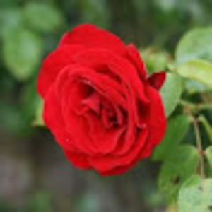 Meet your Posher, Nur